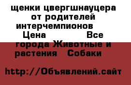 щенки цвергшнауцера от родителей интерчемпионов,   › Цена ­ 35 000 - Все города Животные и растения » Собаки   